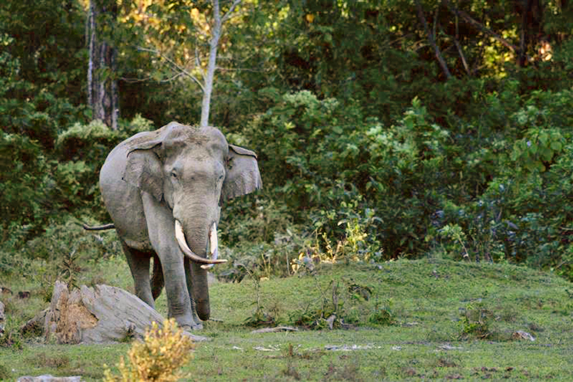 A photo of a large bull elephant in the wild. He is facing the camera. His tusks are long and crossed in front of him