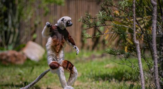 Sifaka 1