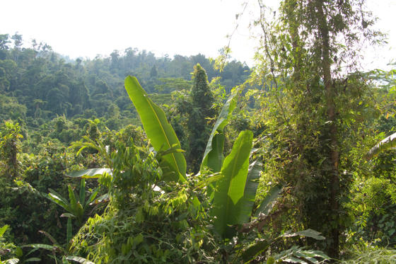 Vyacheslav Argenberg Philippines Palawan CC Licence 4