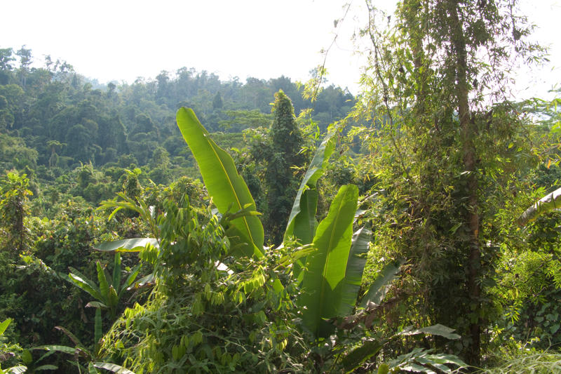 Photo shows a tangle of jungle-like vegetation up close. There is a forested hillside in the background. 
