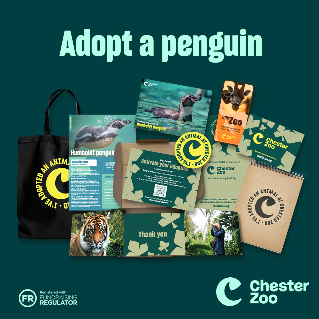 Asset Set 18 Packshot Penguin 1 1