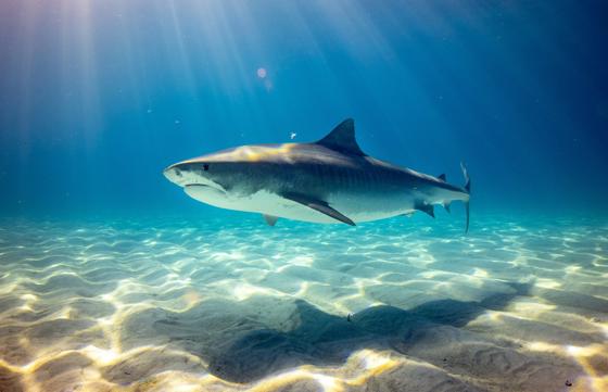 Tiger Shark
