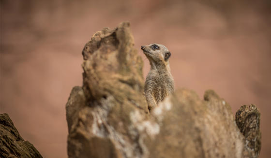 Meerkat 1