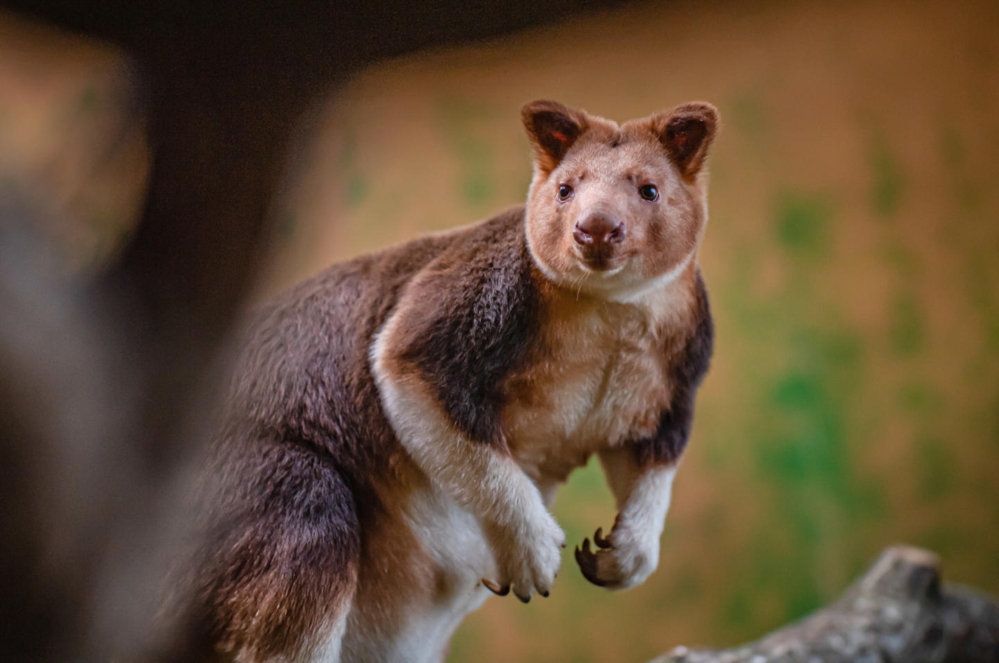Tree Kangaroo Joeybrightened31