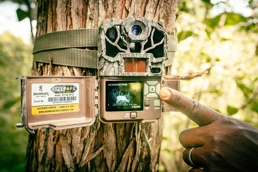 Photo shows someone pointing at a screen on a trail camera attached to a tree. The screen shows a black and white photo of a bongo.