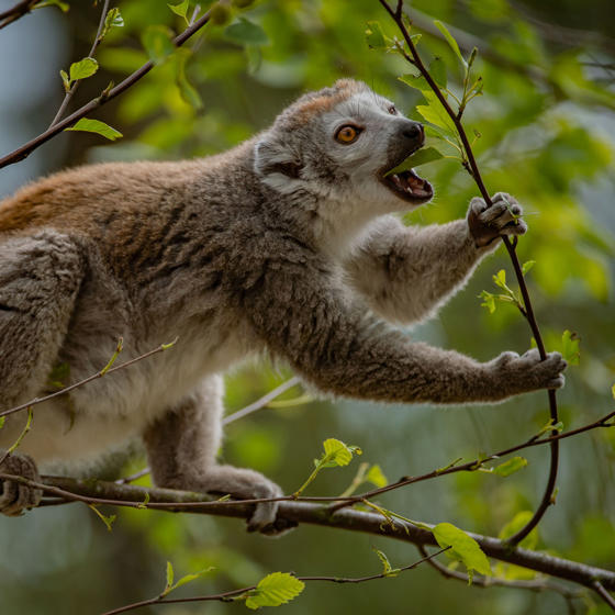 Crowned Lemur 4
