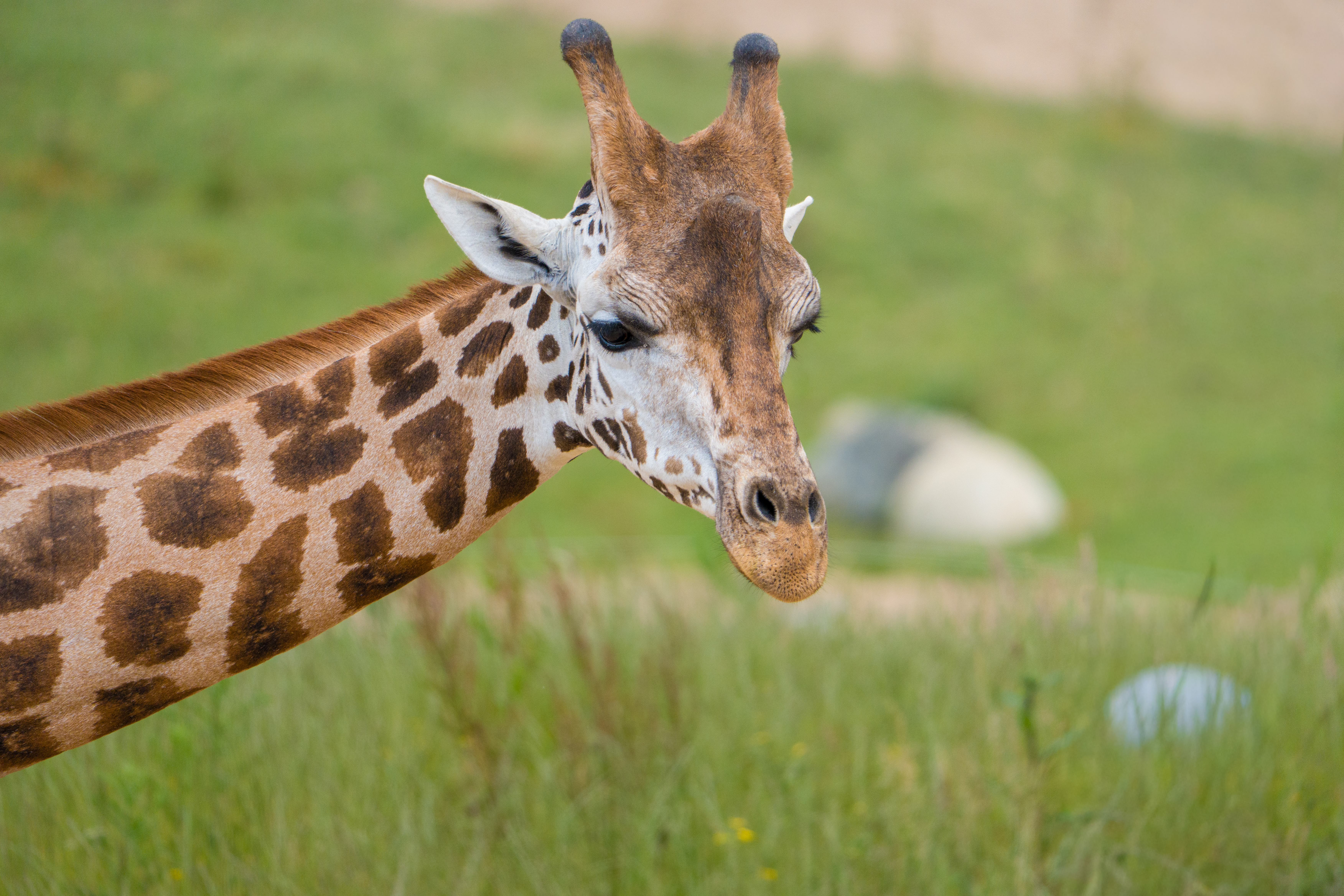 Meet Kris The Rare Giraffe On A Very Important Date10
