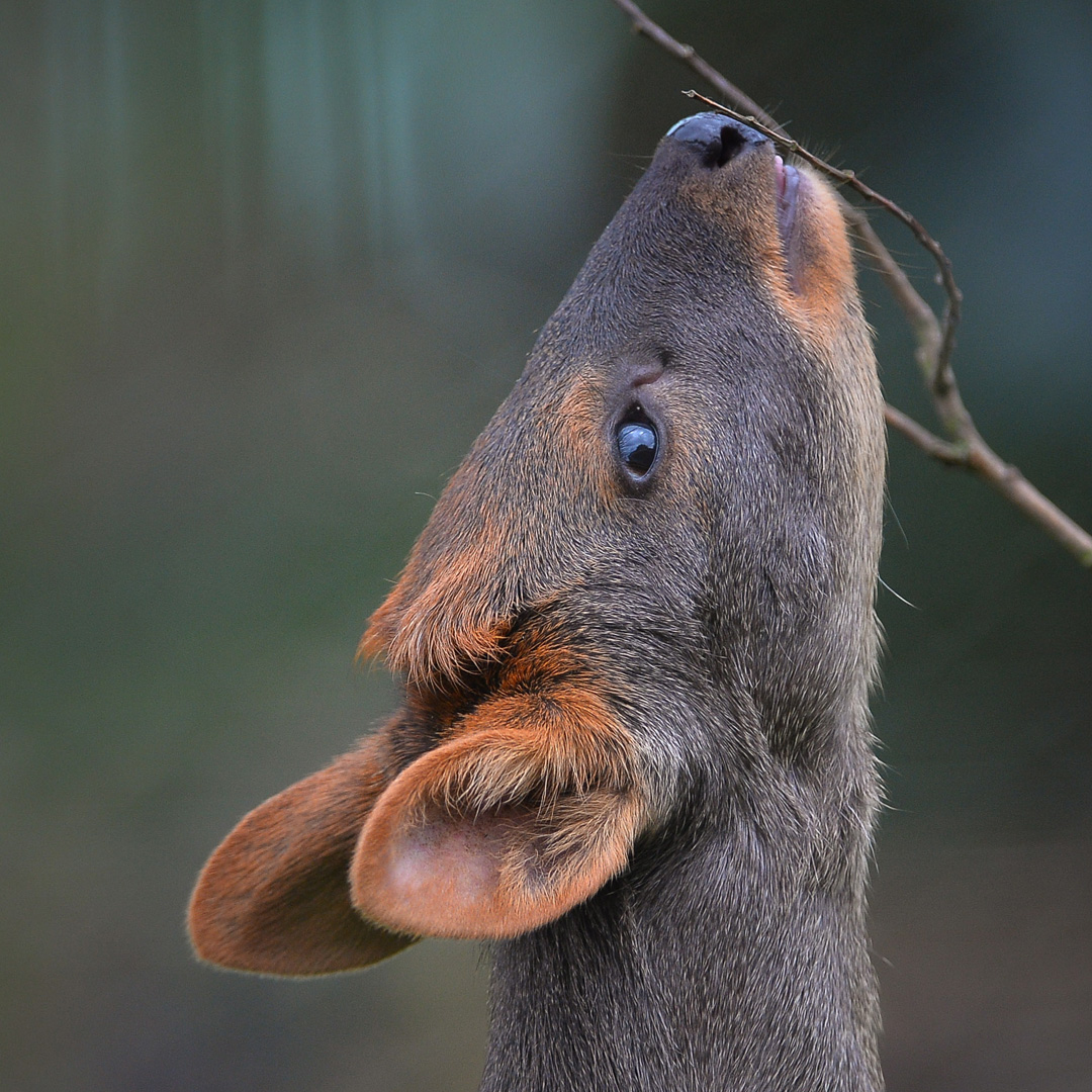 Pudu 2