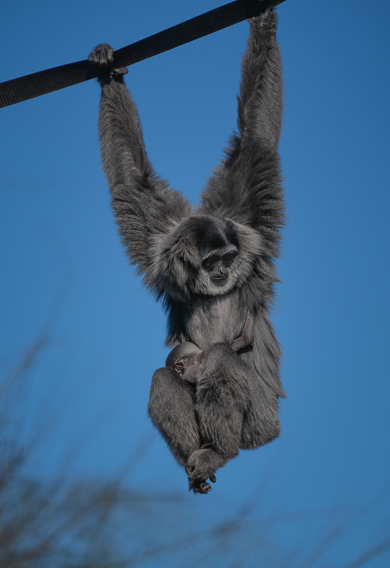 Silvery gibbon at Chester Zoo