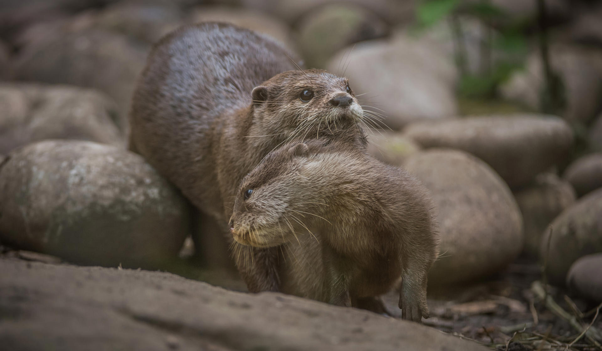 Asian Short Clawed Otter