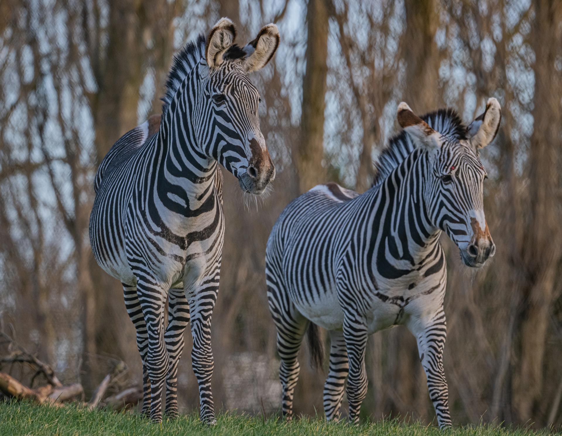 Heart Of Africa Zebra 2