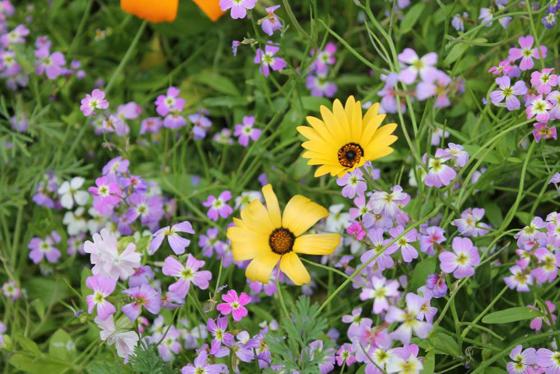 Scientists Find Small Gardens Are A Big Barrier To Reversing Biodiversity Decline – But Better Planning Could Protect UK Biodiversity Wildflowers (1)