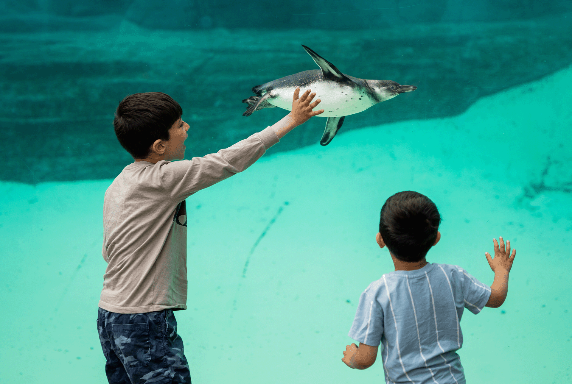 Children, Penguins, Zoo