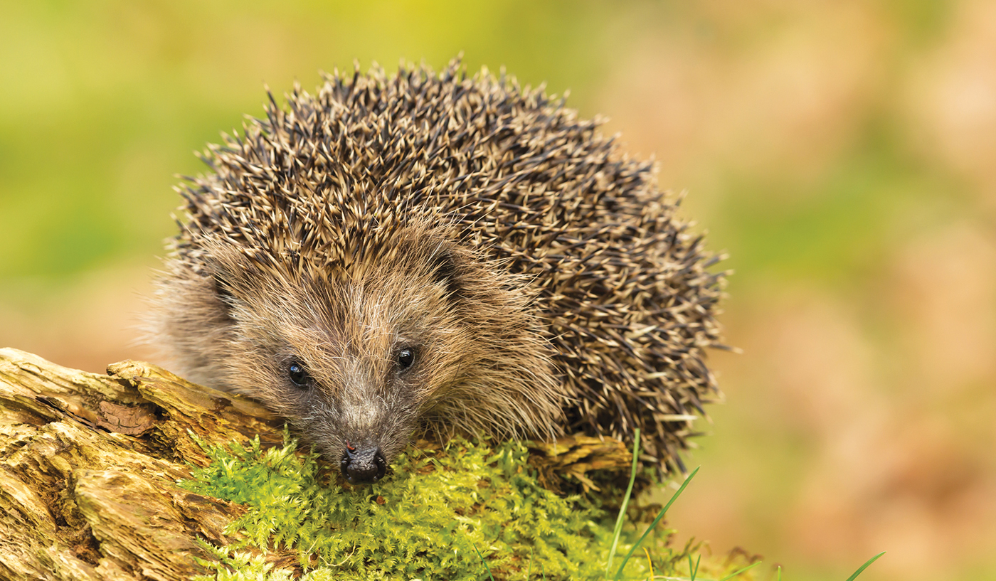 Hedgehog Desktop