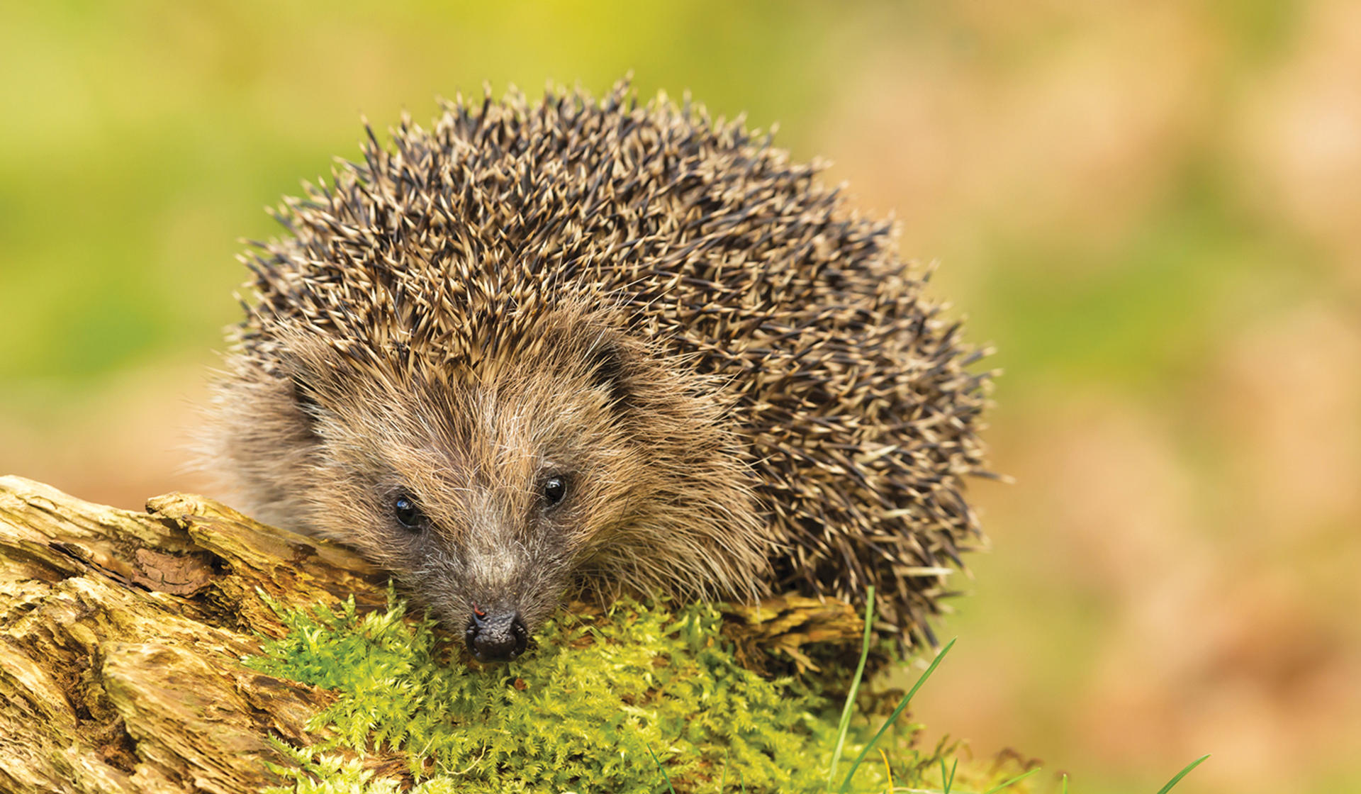 Hedgehog Desktop