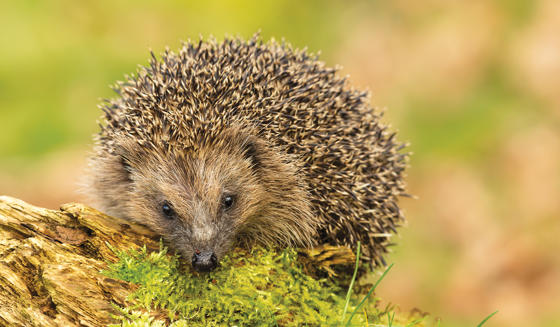 Hedgehog Desktop