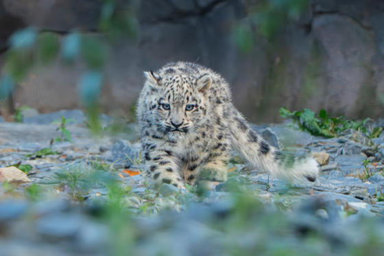 Asnow Leopard Cub, Bheri, Ventures Outside For The First Time At Chester Zoo11