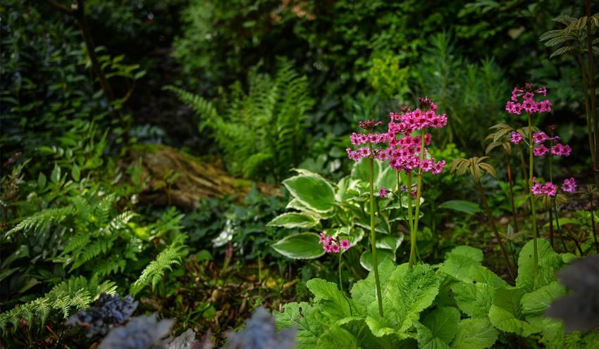 Sunken Garden Habitat At The Zoo 2014 Horticulture And Botany Desktop2 1400X817 1