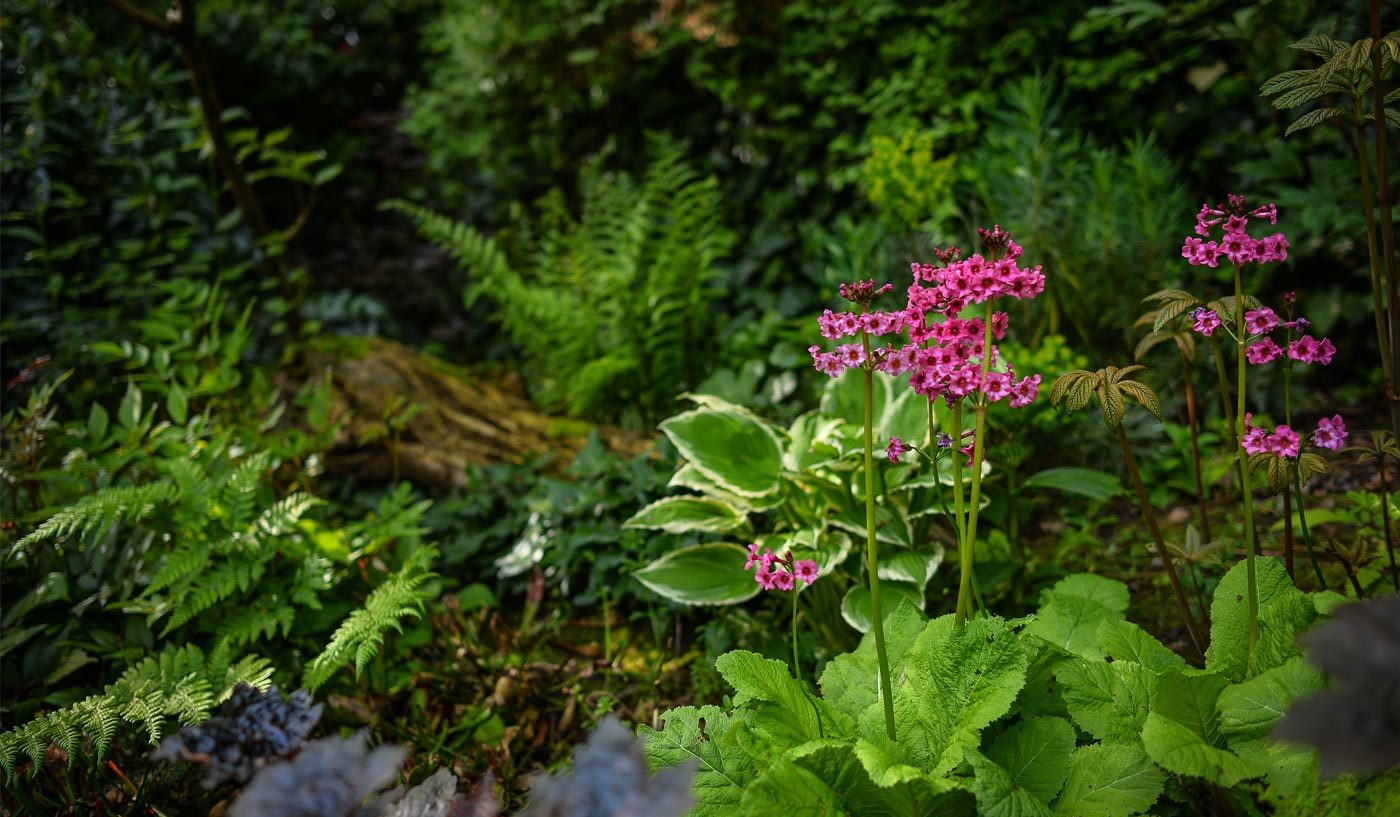 Sunken Garden Habitat At The Zoo 2014 Horticulture And Botany Desktop2 1400X817 1