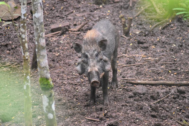 Picture shows a warty pig boar in a muddy habitat