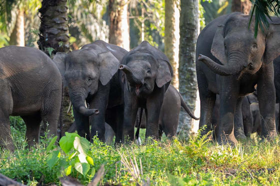 Bornean Elephants 2