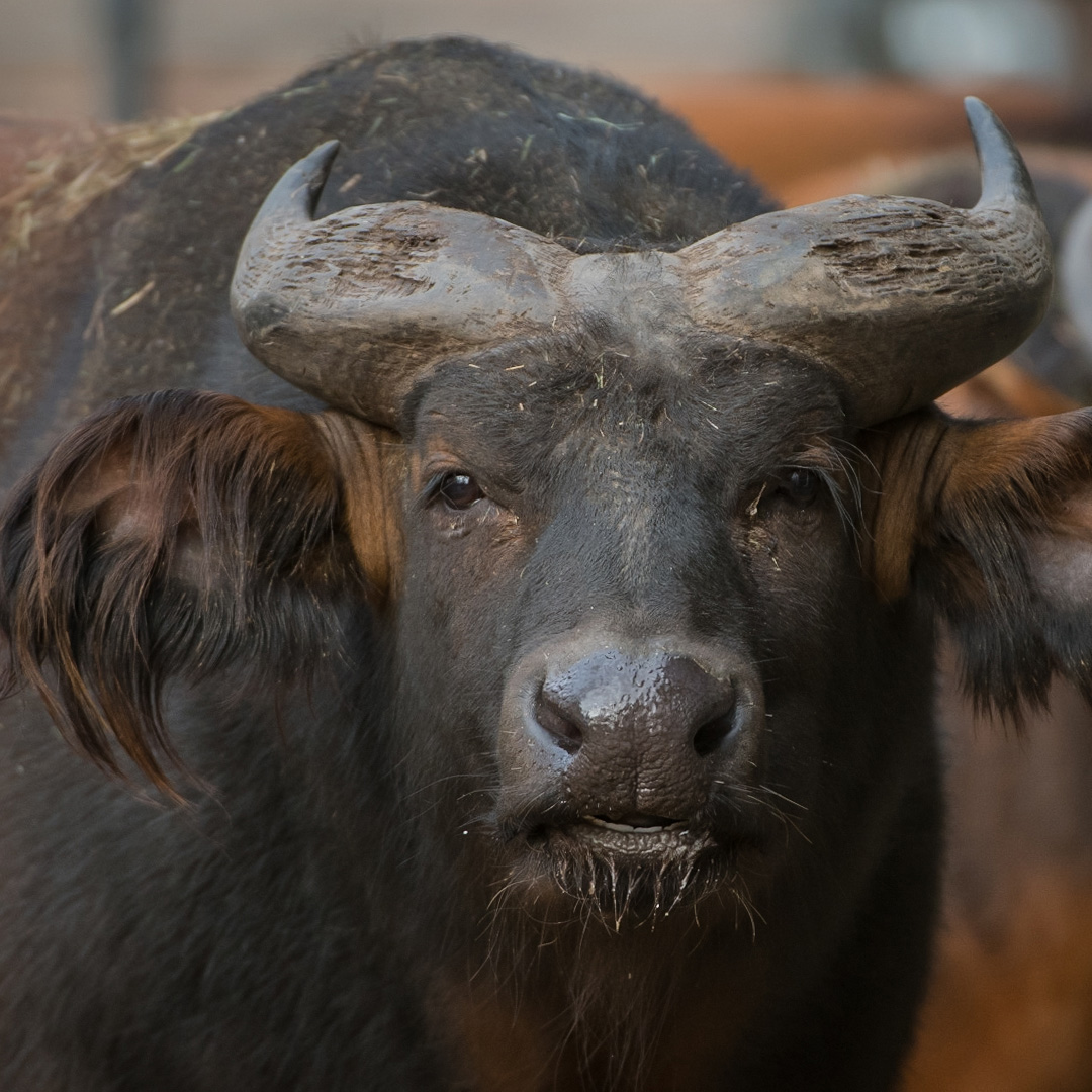 Congo Buffalo 2