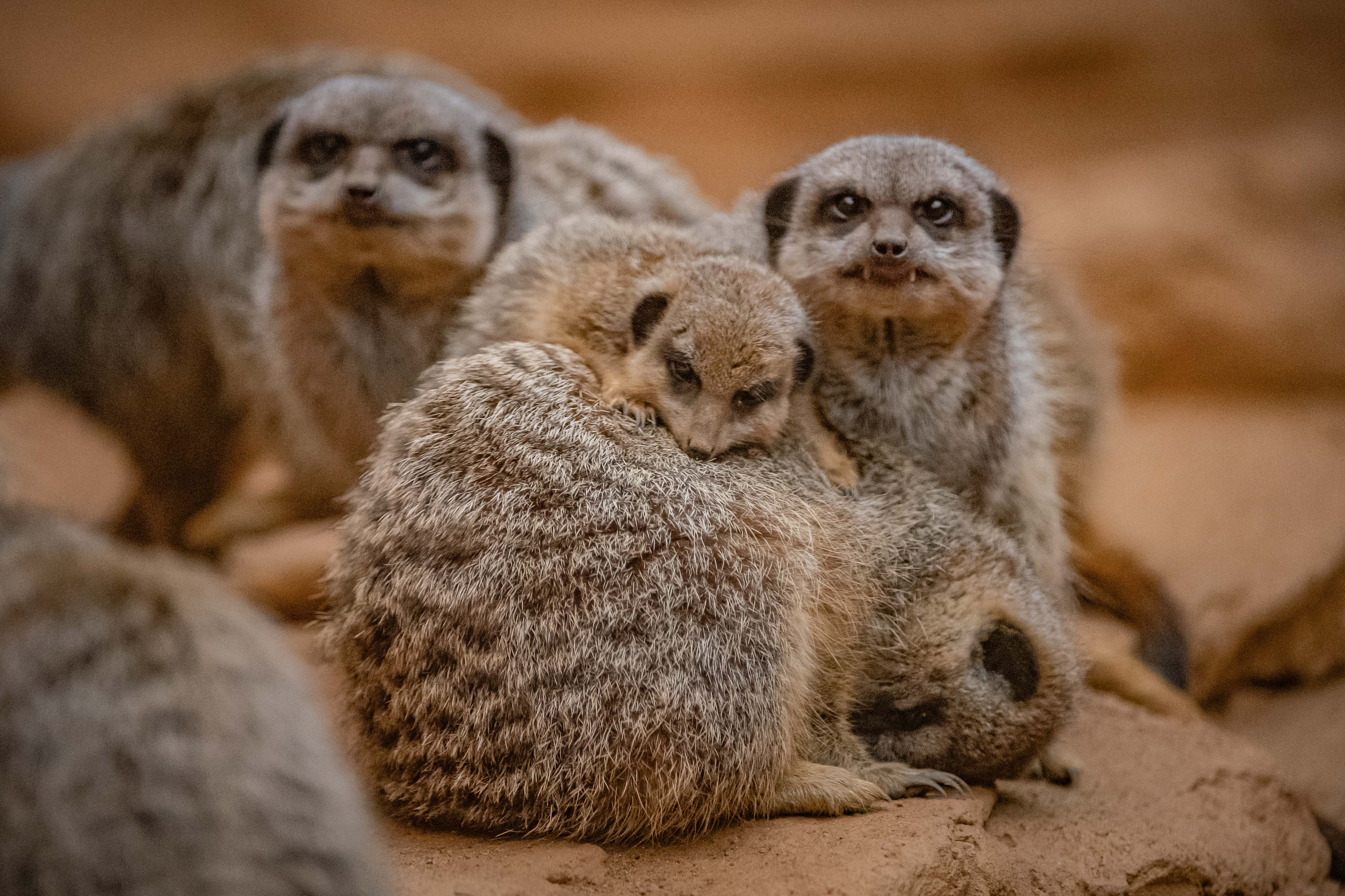 Meerkat 001