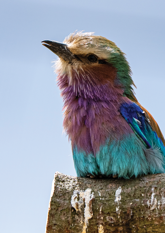 Lilac Bird