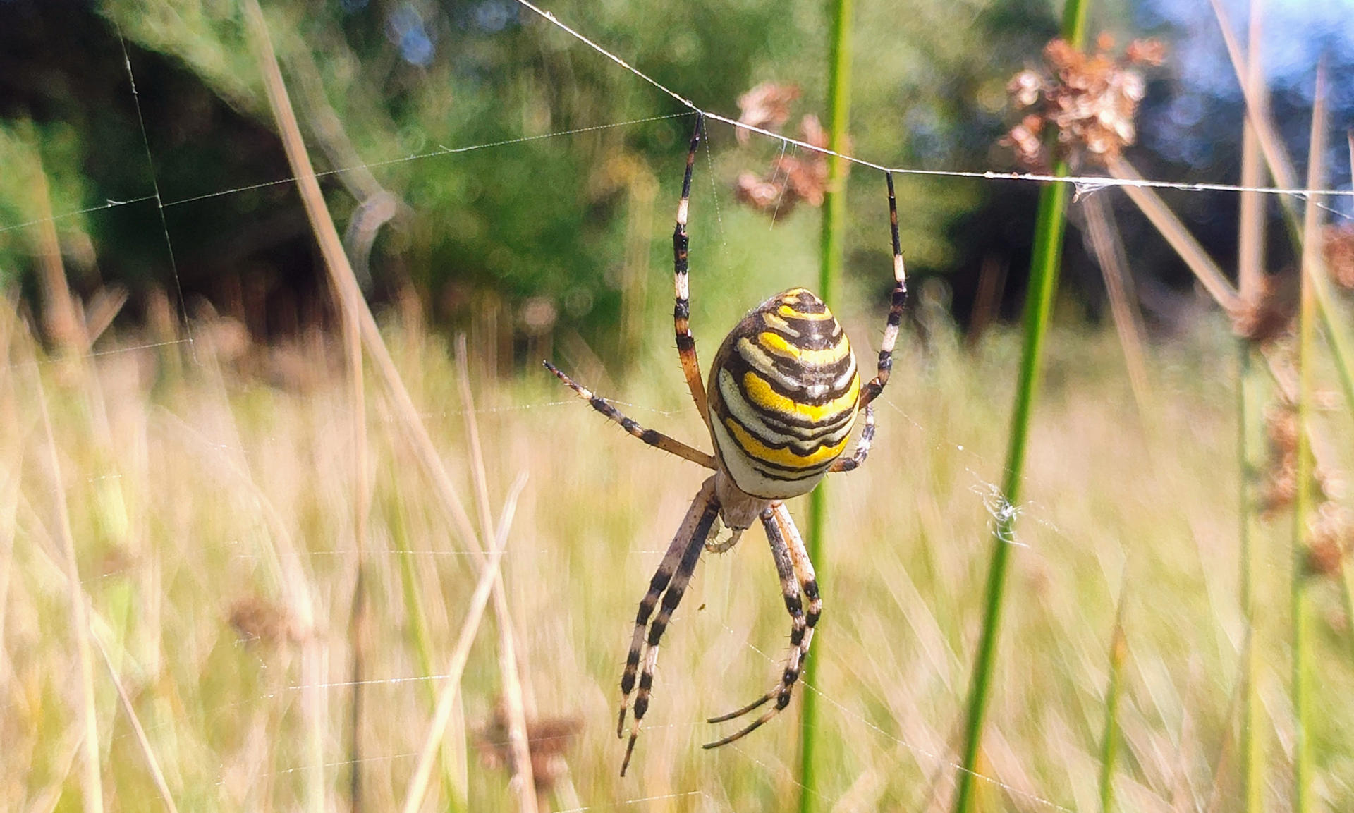 Photo shows a yellow and black striped spider dangling from a web strung between grass stems
