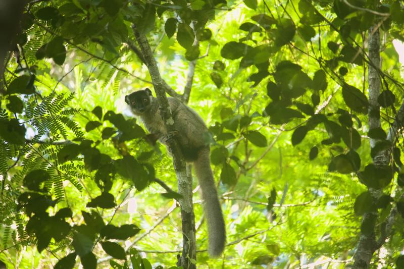 Photograph shows a small brown lemur clinging to a slender tree branch. It is surrounded by green foliage