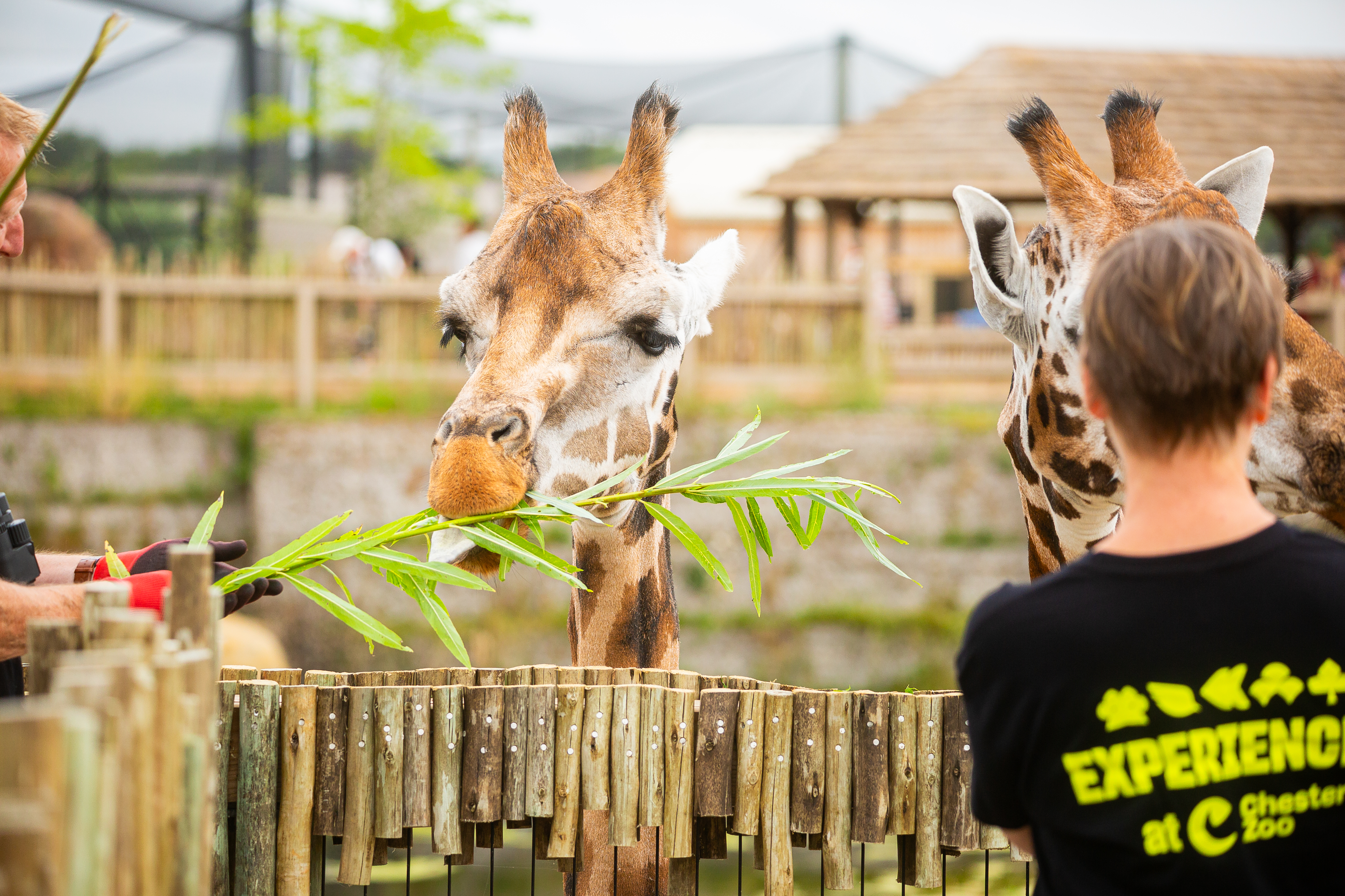 New Giraffe Experience 005