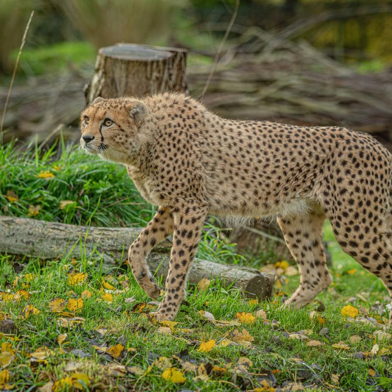 Cheetah Brothers Arrive At Chester Zoo To Help Save Their Species From Extinction 19