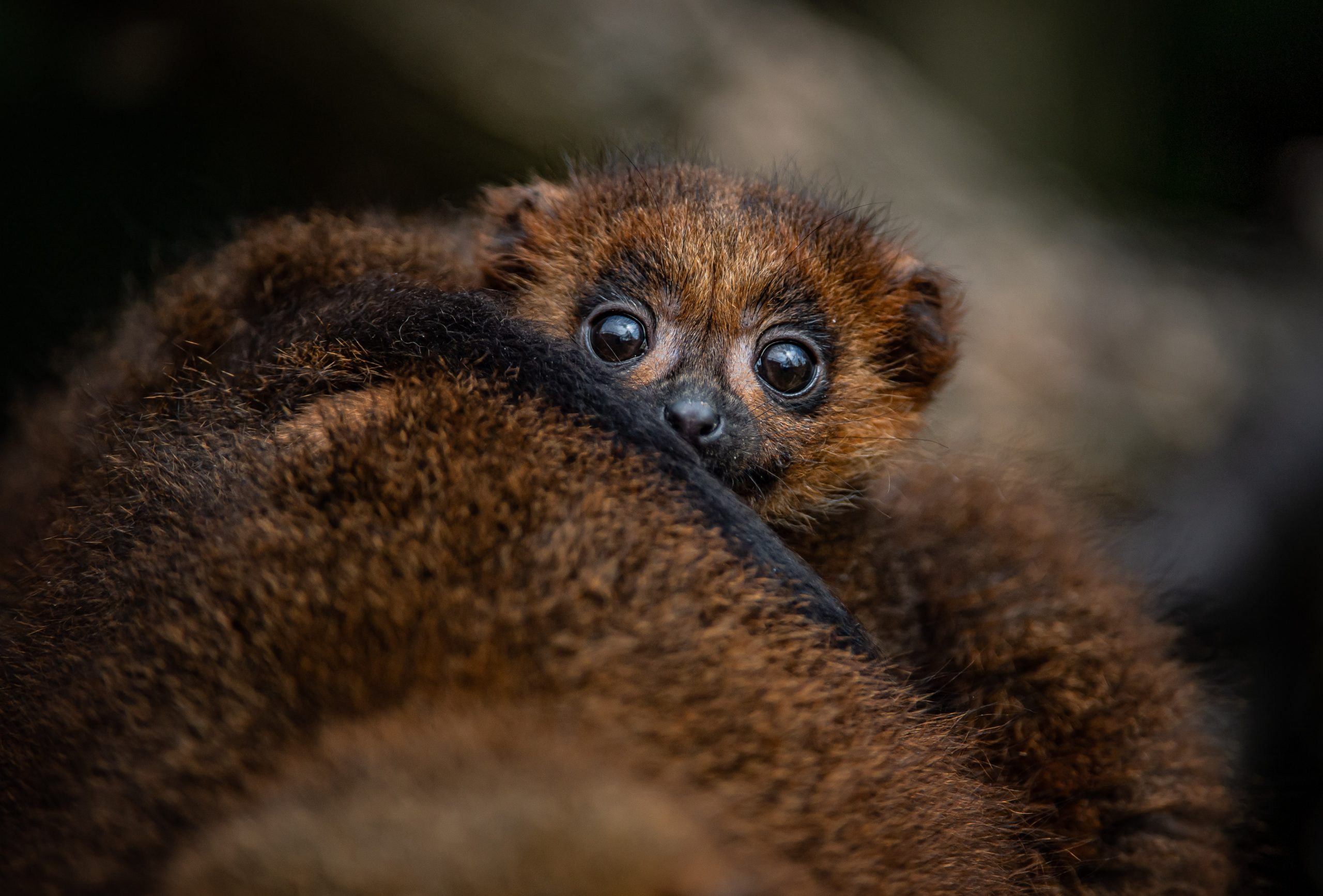 Red Bellied Lemur 3