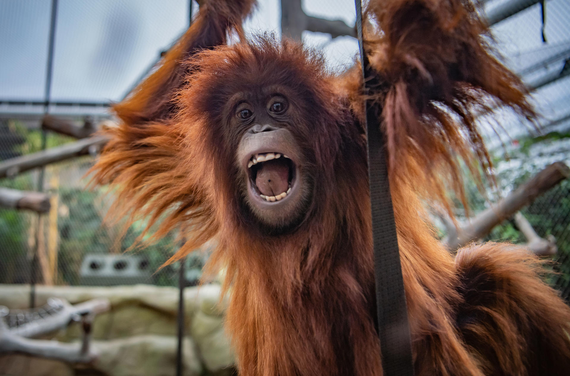 Sumatran Orangutan, 'Tuti'