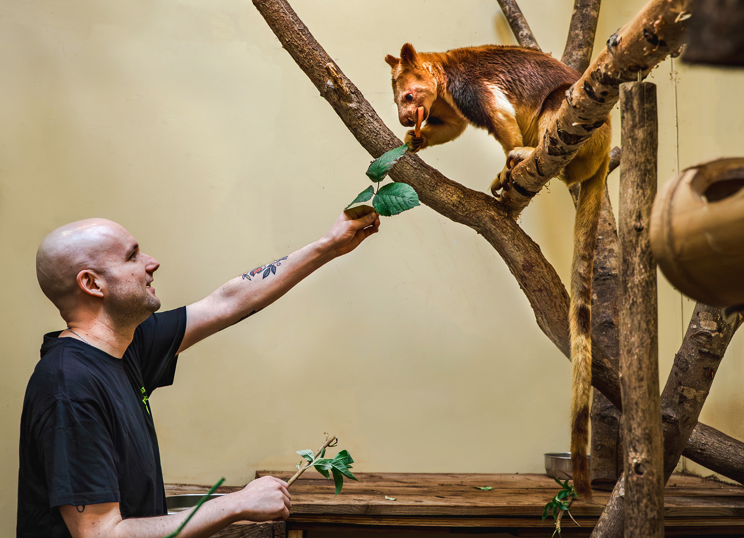 Tree Kangaroo Experience 169