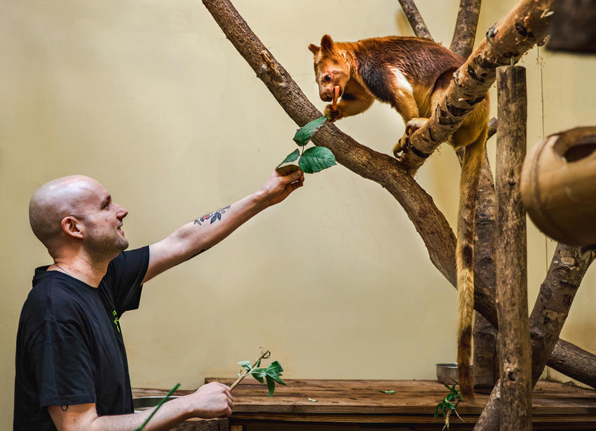 Tree Kangaroo Experience 169