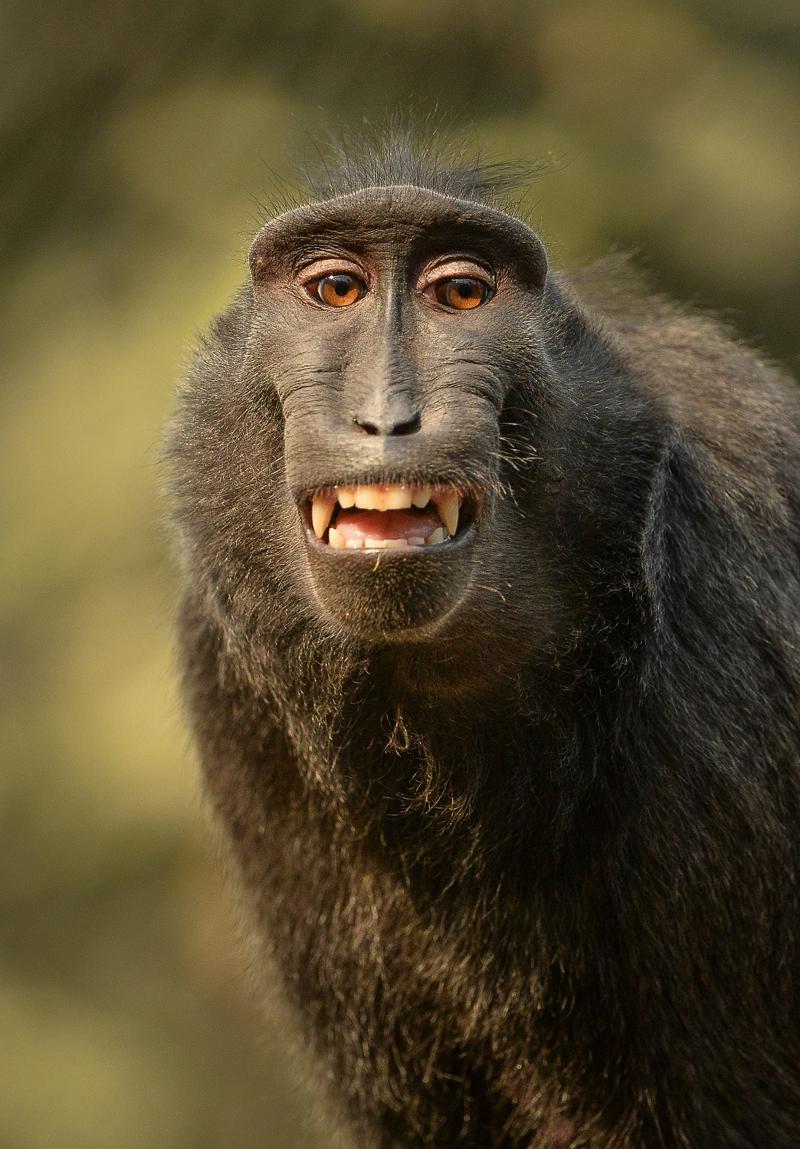 Sulawesi crested macaque at Chester Zoo