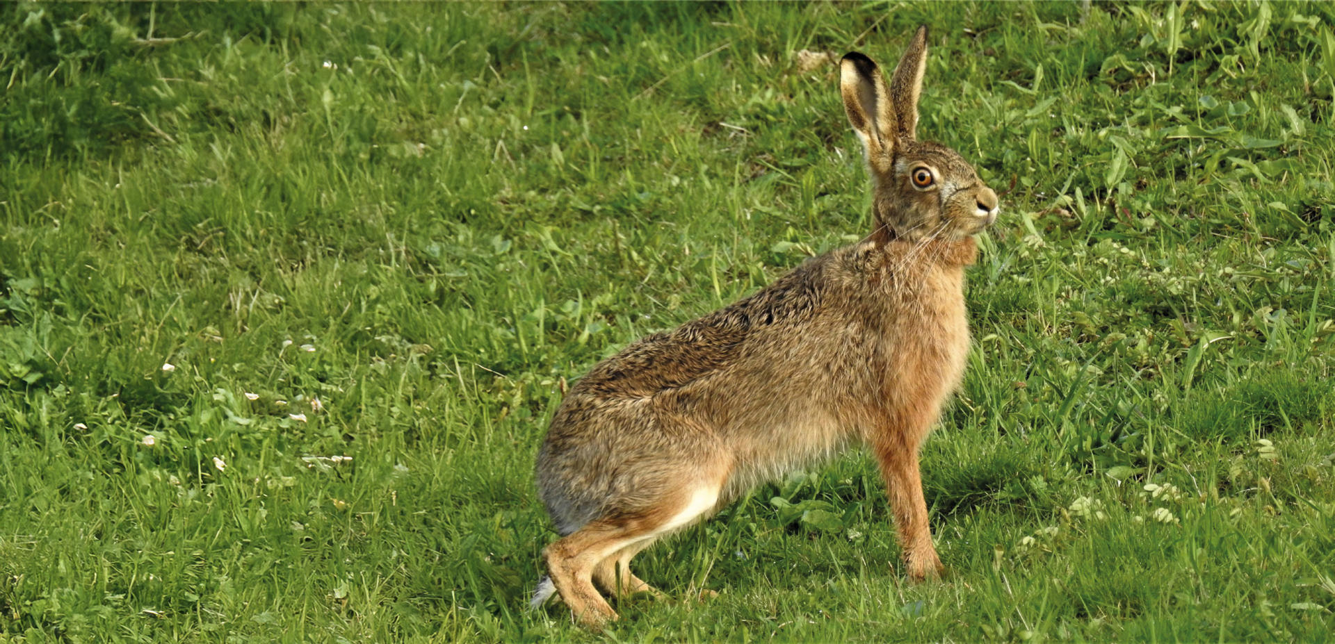 Extended Background Hare Pixabay Copy