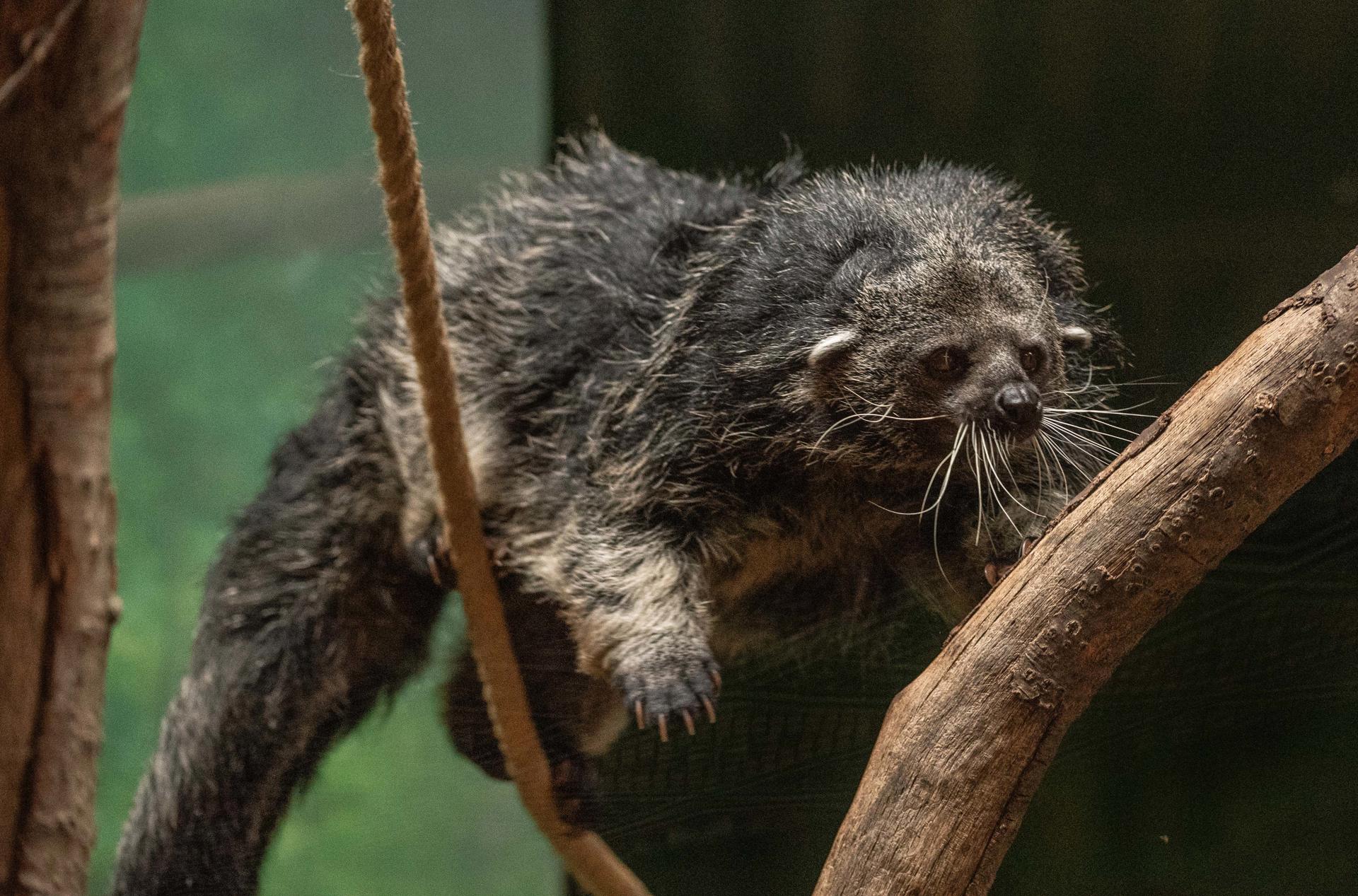 Palawan Binturong 4