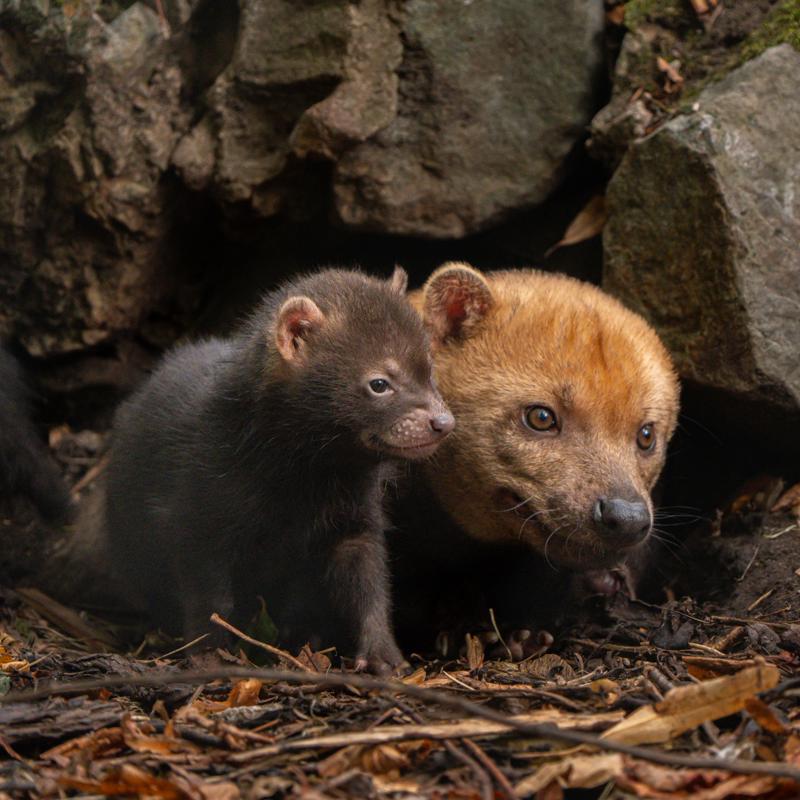 Babybushdogs 2025 29