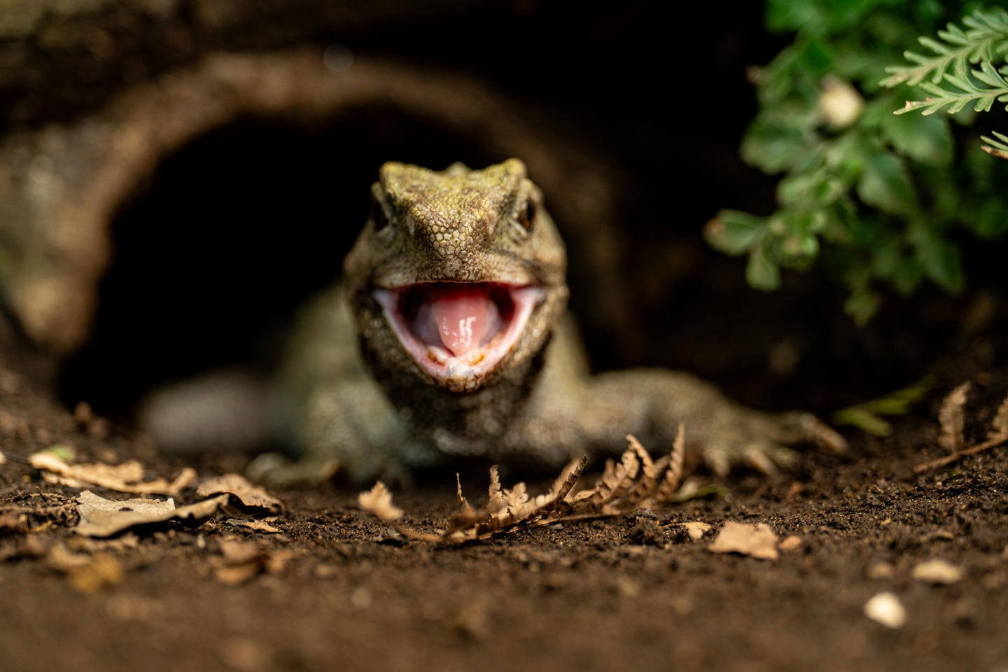 Tuatara Experience 23