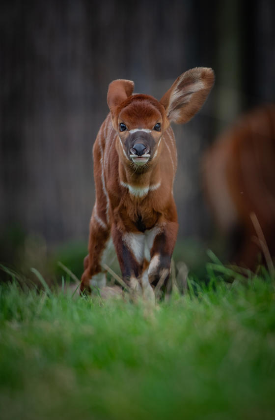 Eastern Bongo 6