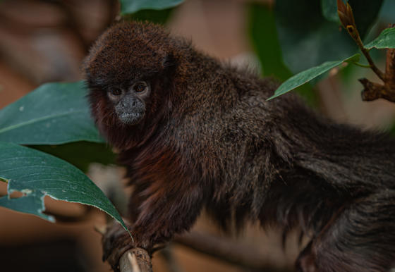 Titi Monkey 2