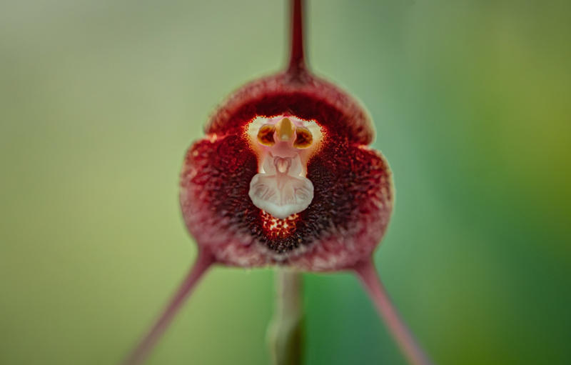 Chester Zoo’S Dracula Orchids Recognised As A Nationally Important Conservation Collection (4)