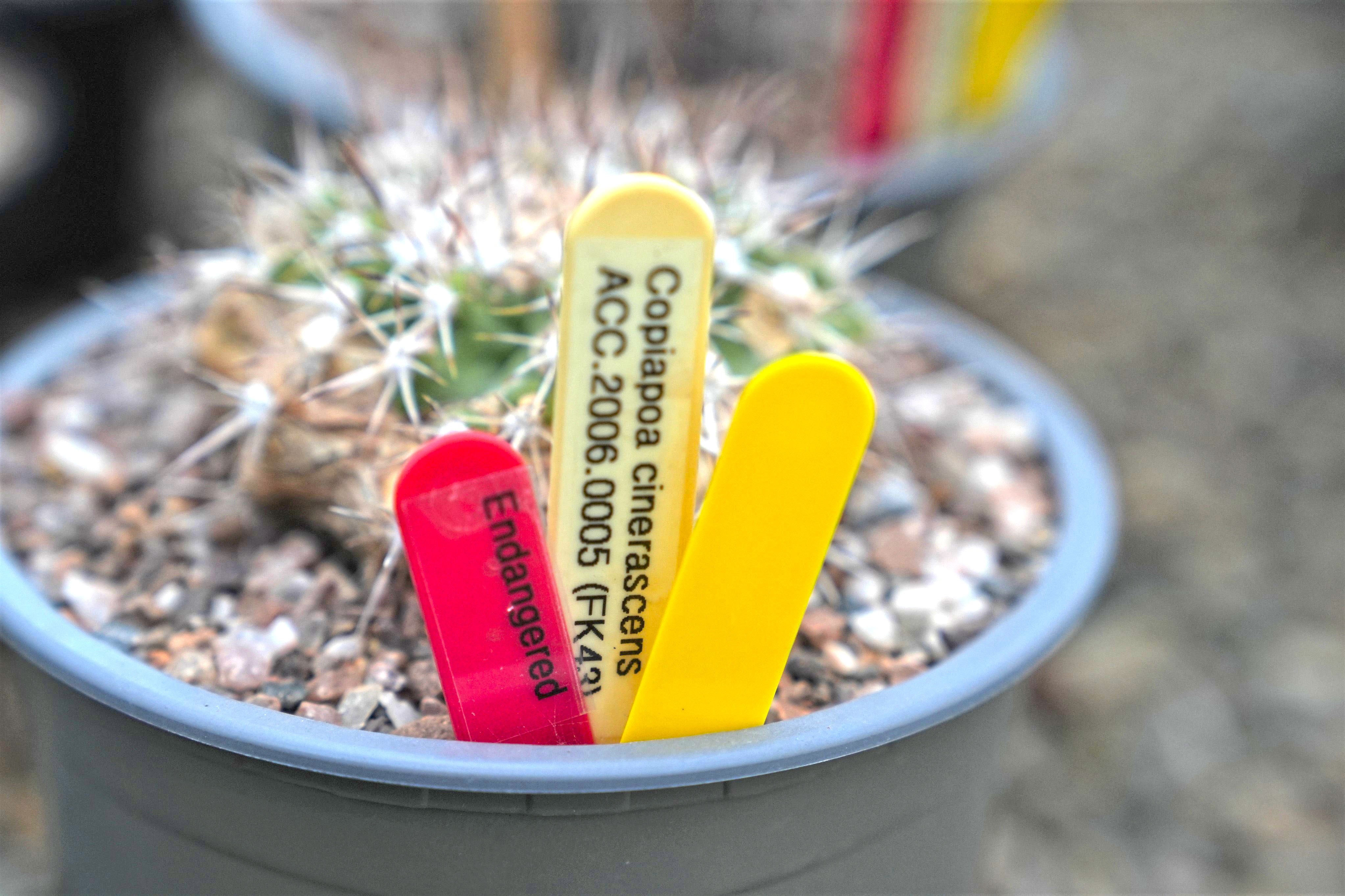 2025 01 Copiapoa Cactus Copyright CZ (2) (2)