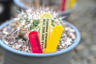 2025 01 Copiapoa Cactus Copyright CZ (2) (2)