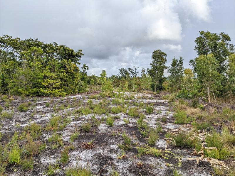 Agnalazaha Madagascar