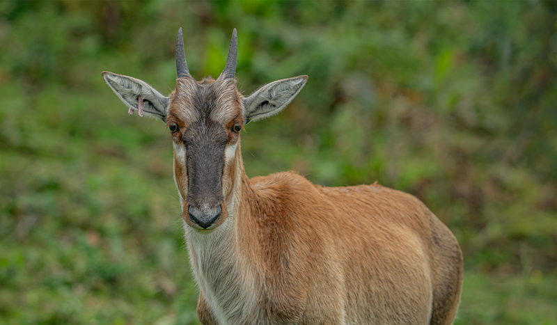 Blesbok, 1