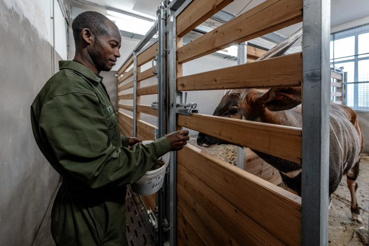 Two Keepers From MKWC travelling With The Mountain Bongo To Ensure a Smooth journey From Europe To Kenya. Photo shows a man standing next to a wooden stable wall, behind which a brown antelope with white stripes stands