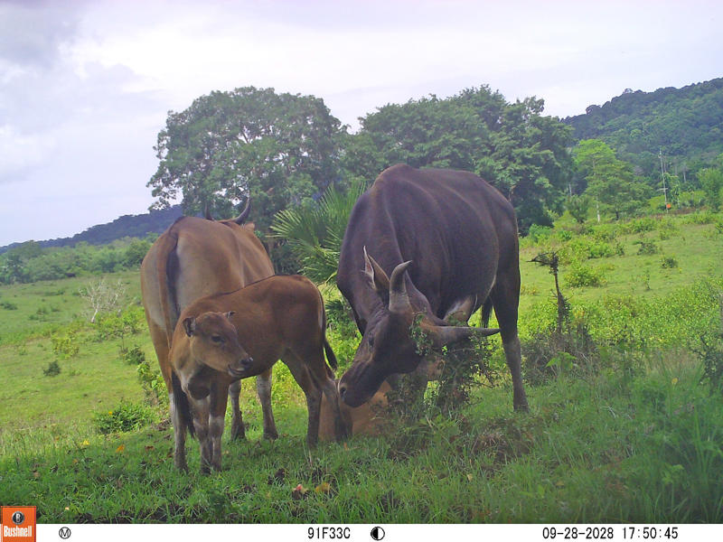 A small group of banteng, including two adults and a calf, standing in a grassland area